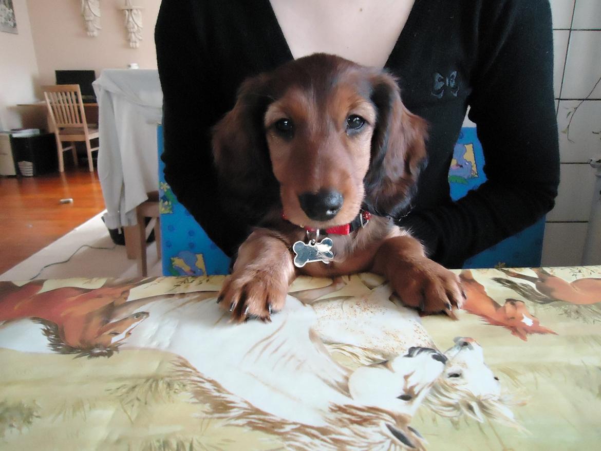 Gravhund Freja billede 17