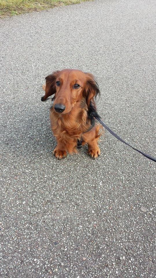 Gravhund Freja billede 18