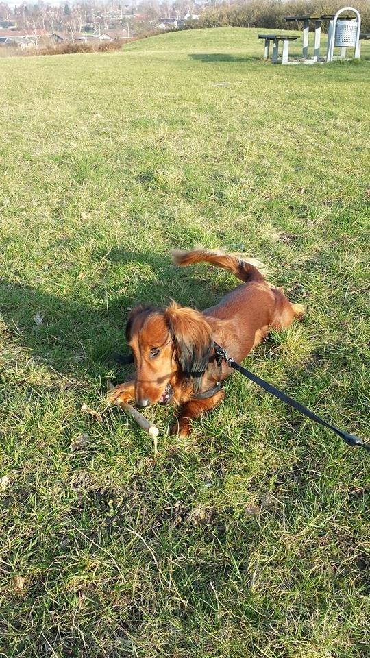 Gravhund Freja billede 19