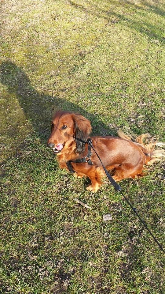 Gravhund Freja billede 20