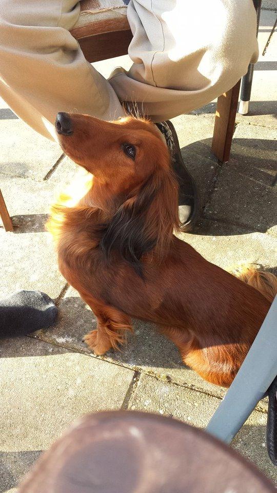 Gravhund Freja billede 21