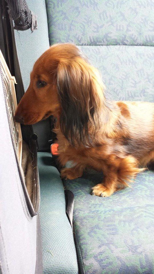 Gravhund Freja billede 22