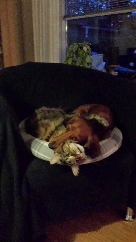 Gravhund Freja - Kat og hund bedste venner foraltid <3 De kan slet ikke undvære hinanden !! billede 24