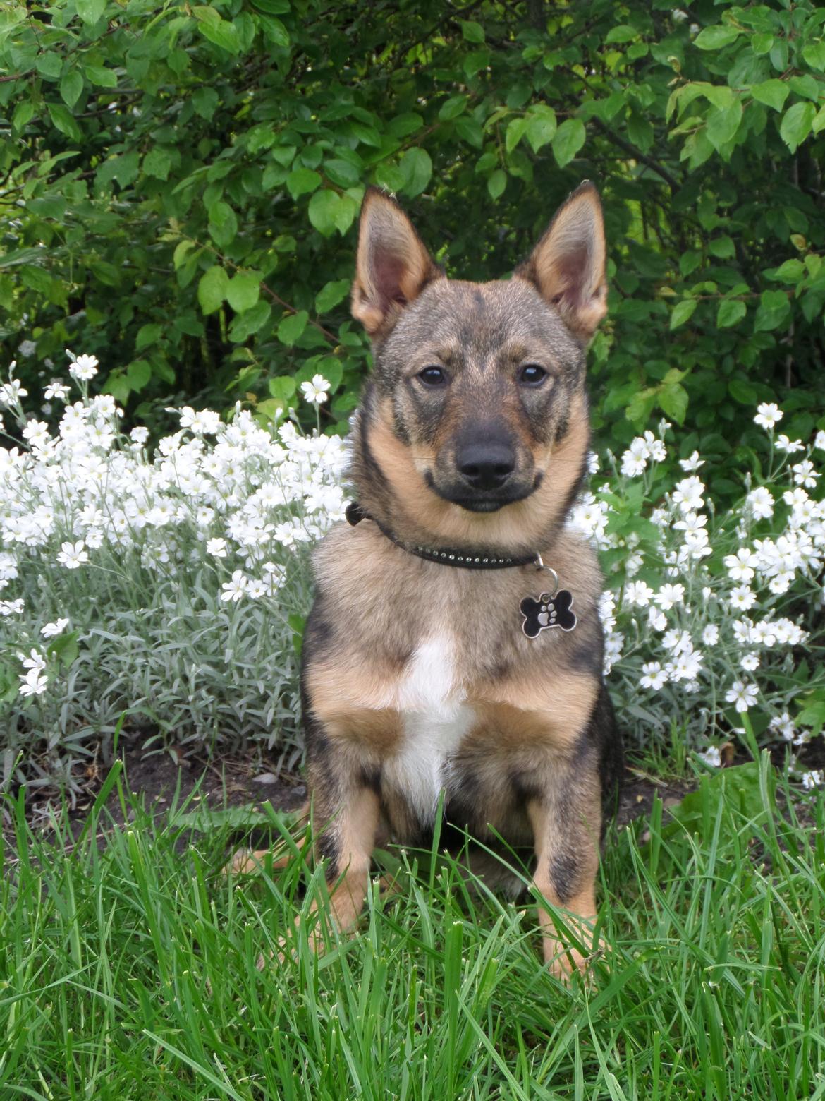 Västgötaspids Yuki <3 <3 (Clasus Miller). - Yuki hjemme hos min svigerfar. 24 maj 2014 billede 9