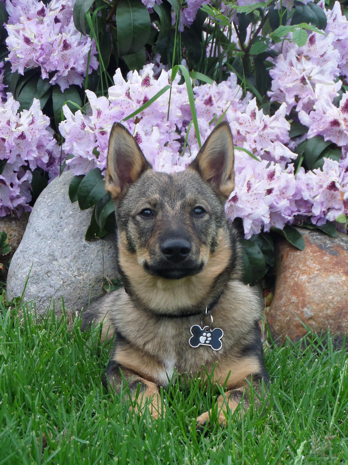 Västgötaspids Yuki <3 <3 (Clasus Miller). - Yuki hjemme hos min svigerfar. 24 maj 2014 billede 29