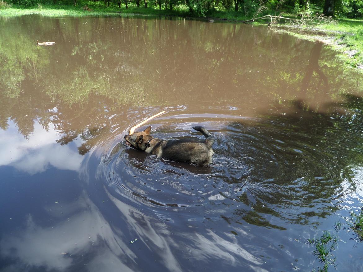Västgötaspids Yuki <3 <3 (Clasus Miller). - Yuki i søen efter sin pind i hundeskoven. 24 maj 2014 billede 27