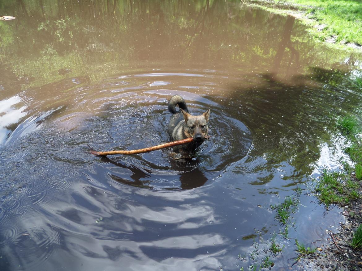 Västgötaspids Yuki <3 <3 (Clasus Miller). - Yuki i søen efter sin pind i hundeskoven. 24 maj 2014 billede 30