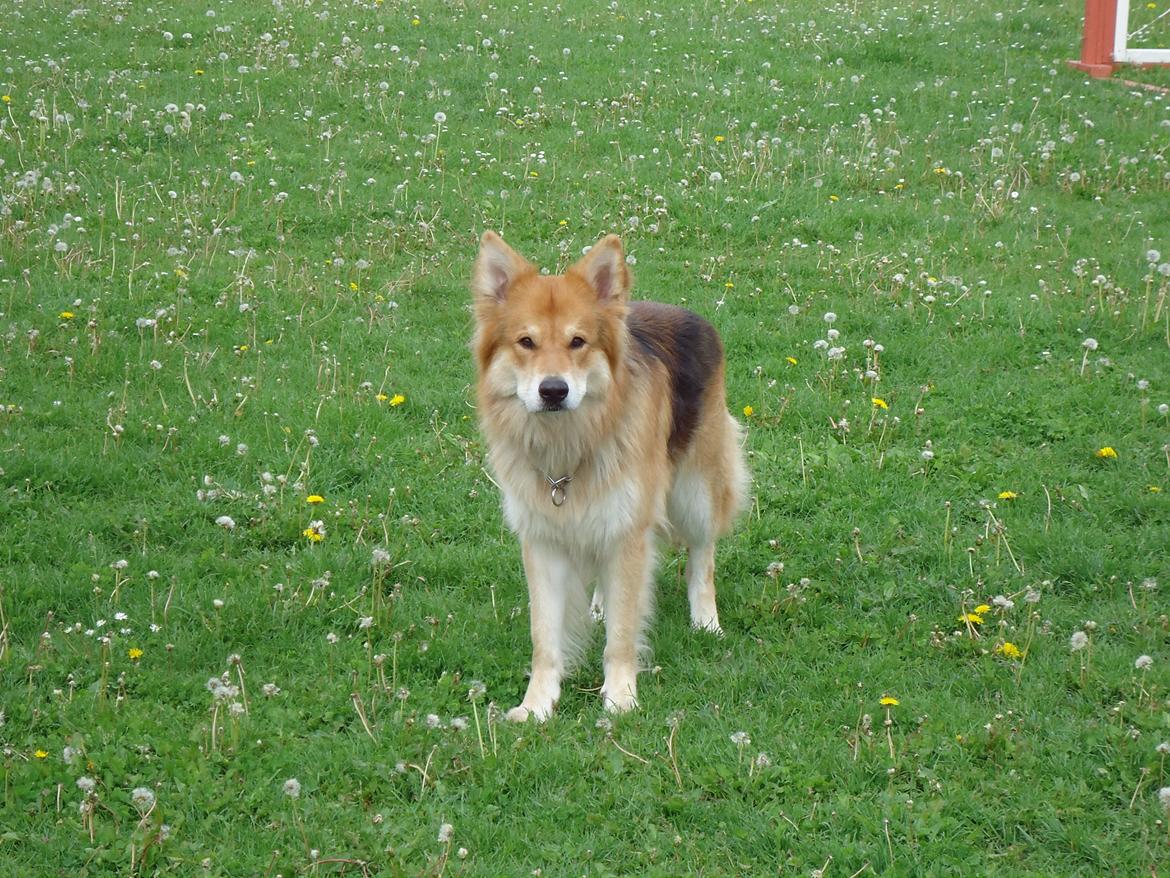 Blanding af racer Max - Schæfer/Siberian Husky billede 8