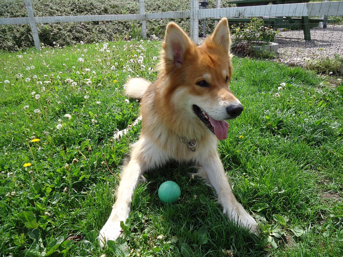 Blanding af racer Max - Schæfer/Siberian Husky billede 10