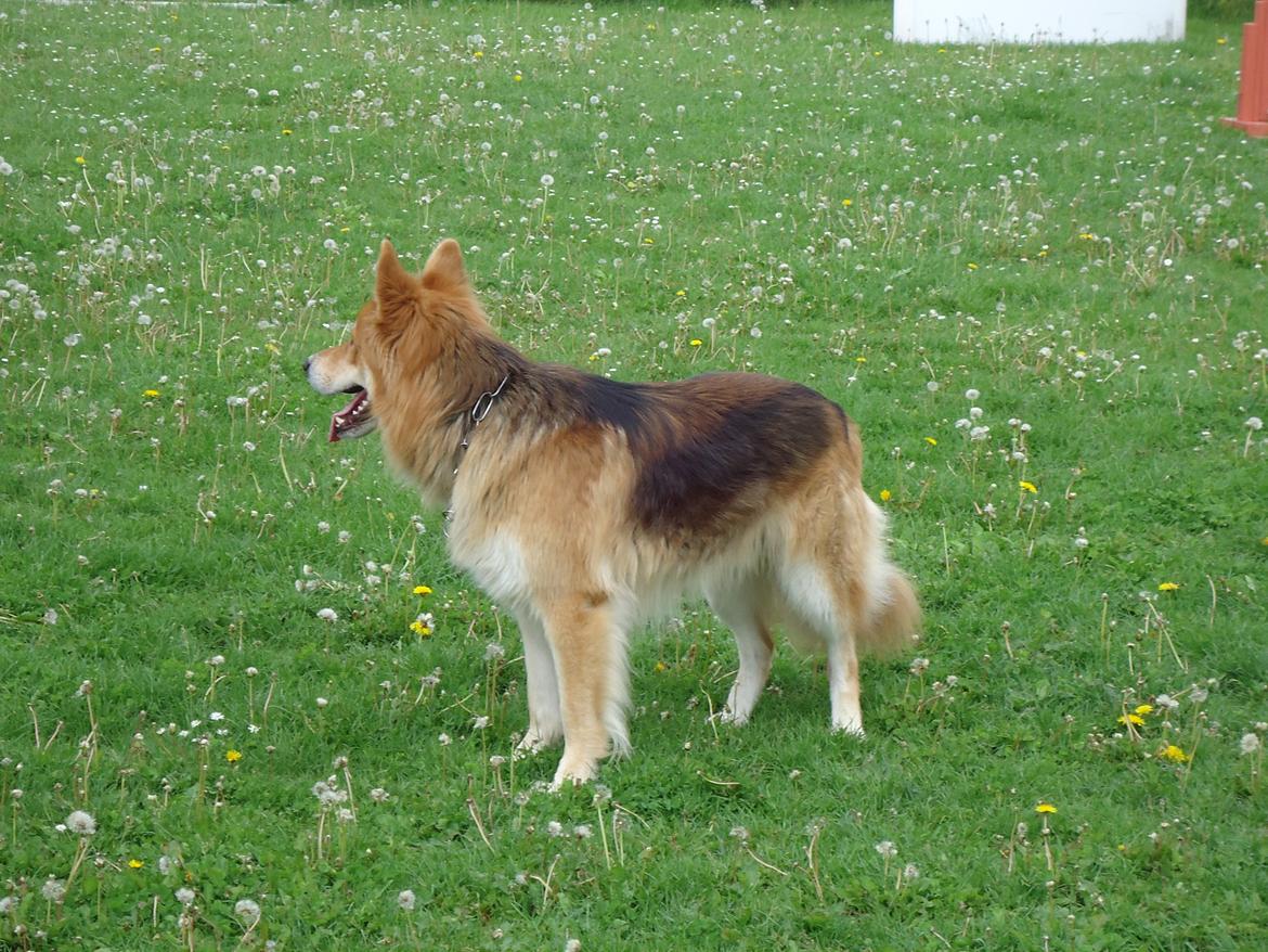 Blanding af racer Max - Schæfer/Siberian Husky billede 9