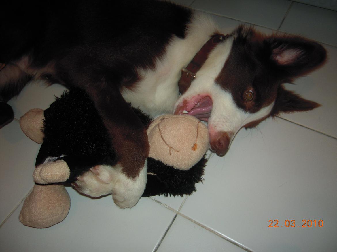 Border collie George billede 14