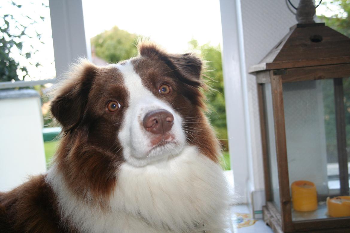 Border collie George billede 6