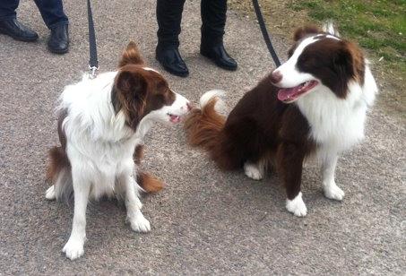 Border collie George billede 7