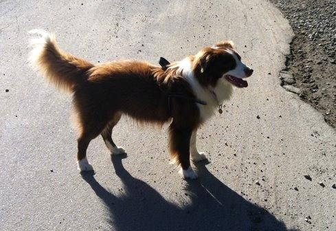 Border collie George billede 8