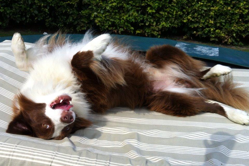 Border collie George billede 5