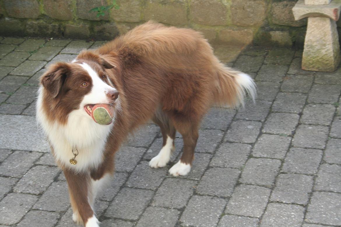 Border collie George billede 4