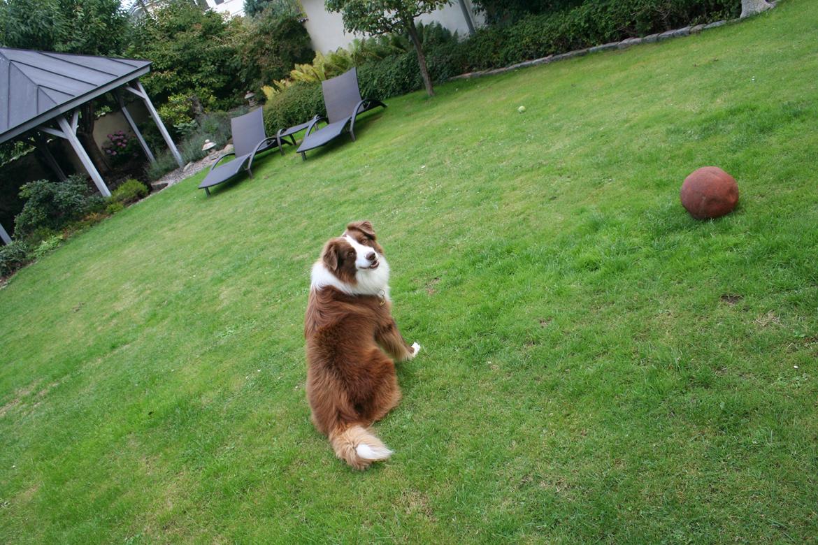 Border collie George billede 10