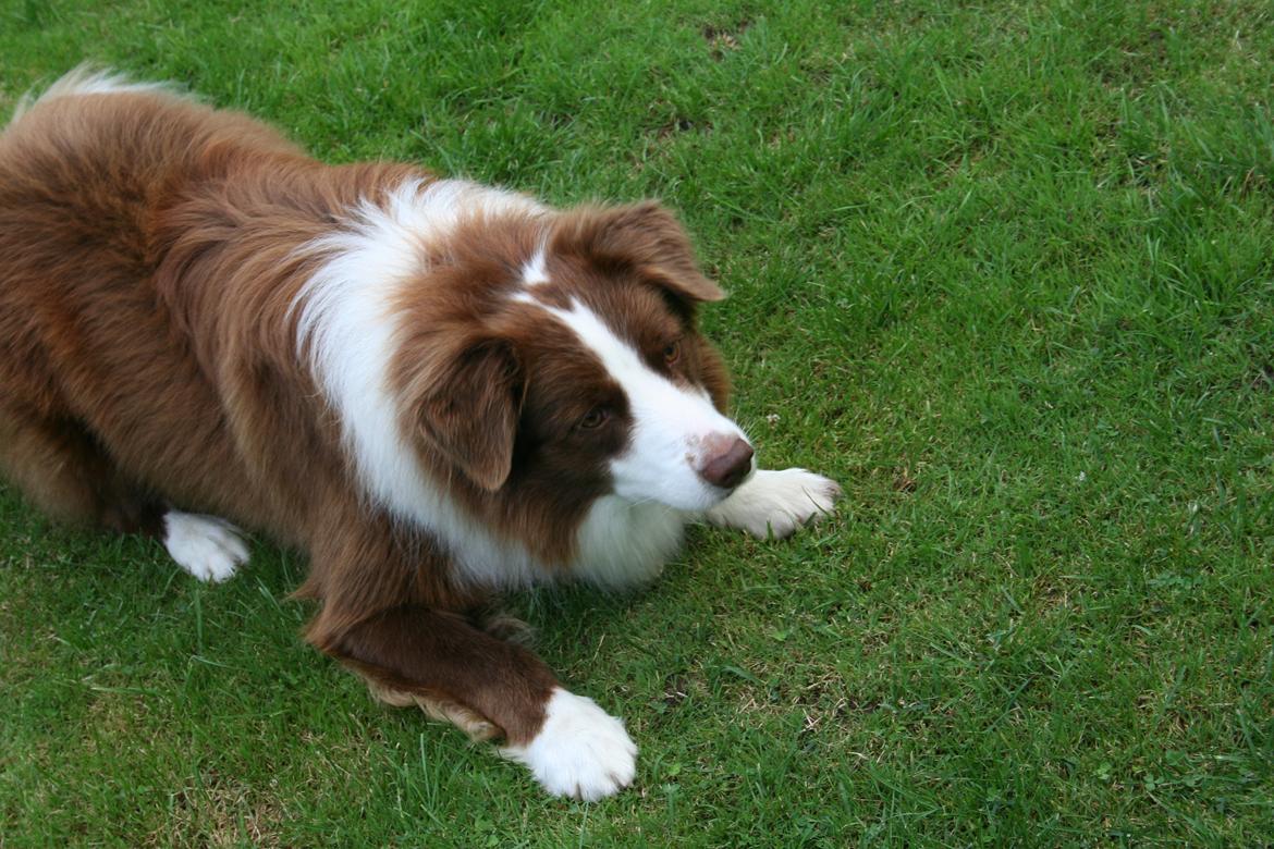 Border collie George billede 9