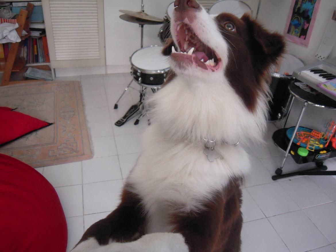 Border collie George billede 11