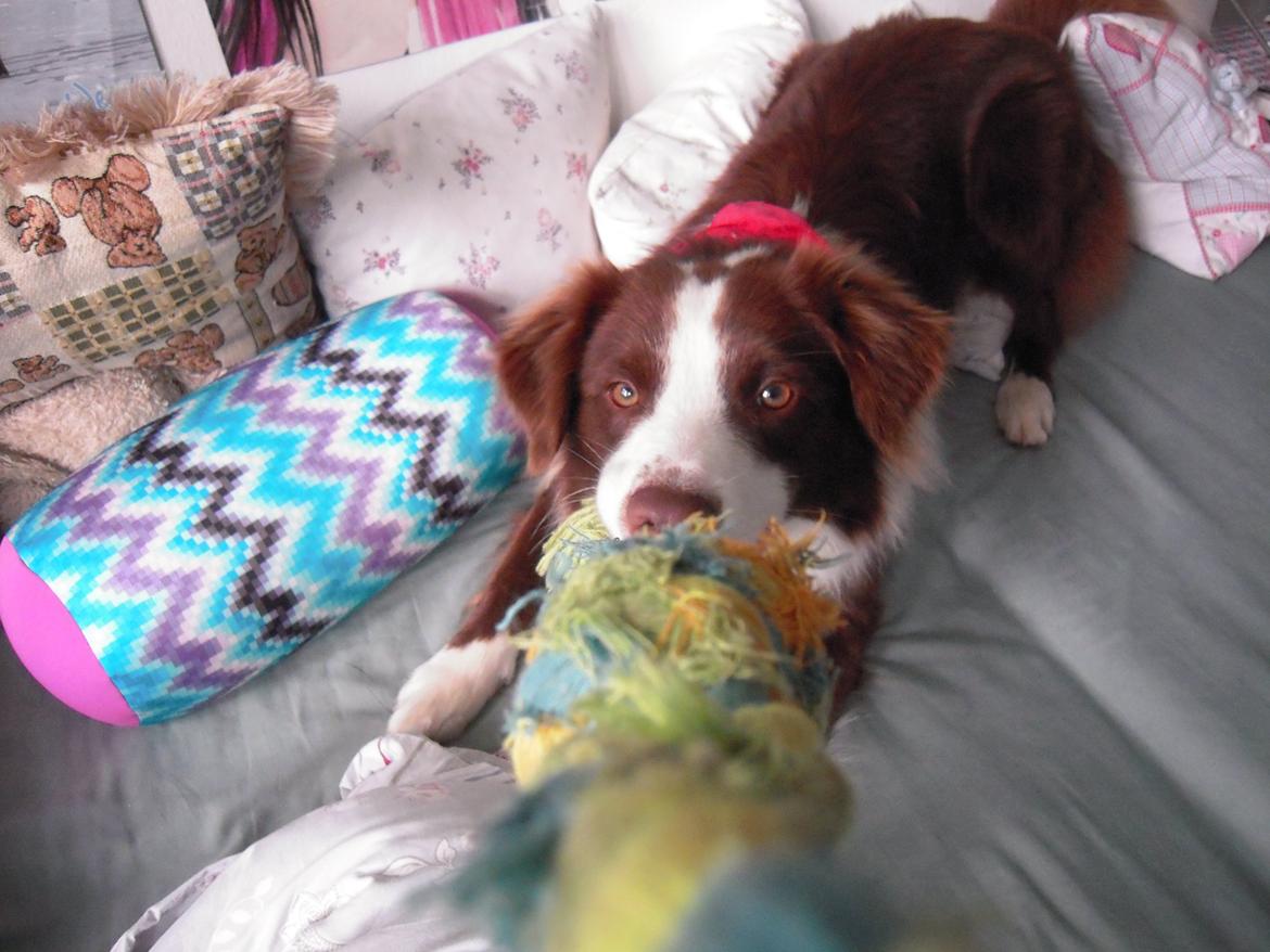 Border collie George billede 13