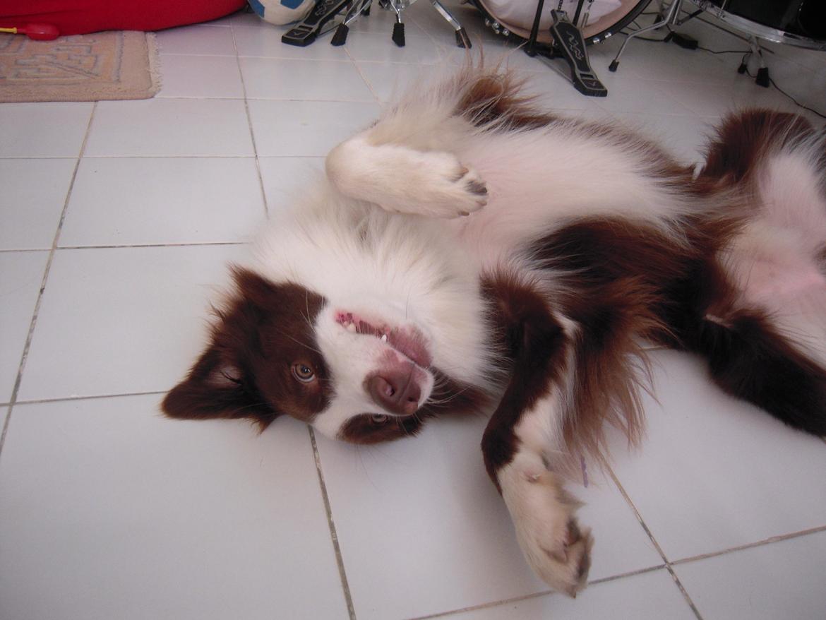 Border collie George billede 12