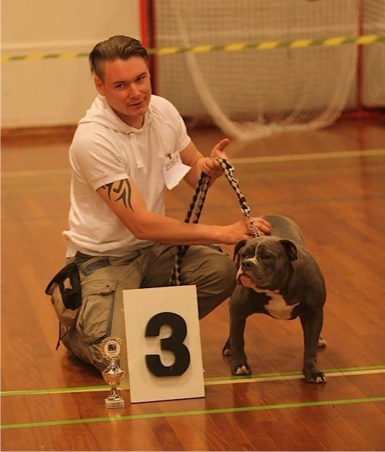Olde english bulldogge GroovyBulls Marylin Monroe (Amiee) billede 2
