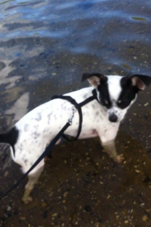 Chihuahua Sputnik billede 1