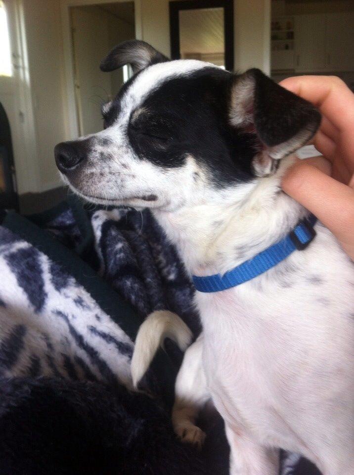 Chihuahua Sputnik billede 3