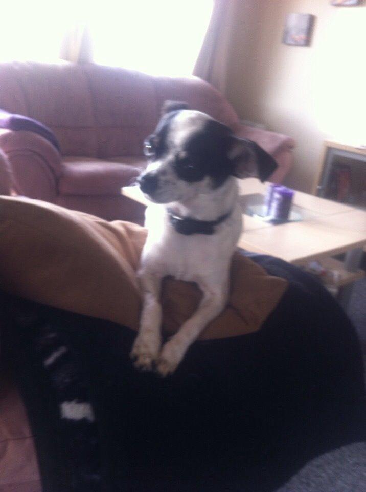 Chihuahua Sputnik billede 5