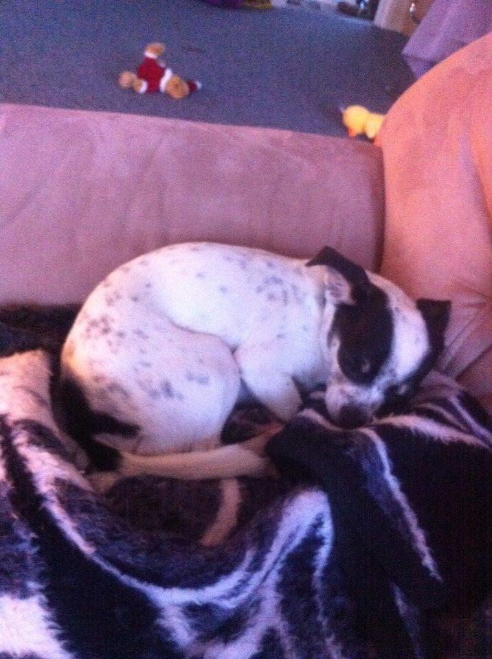 Chihuahua Sputnik billede 4