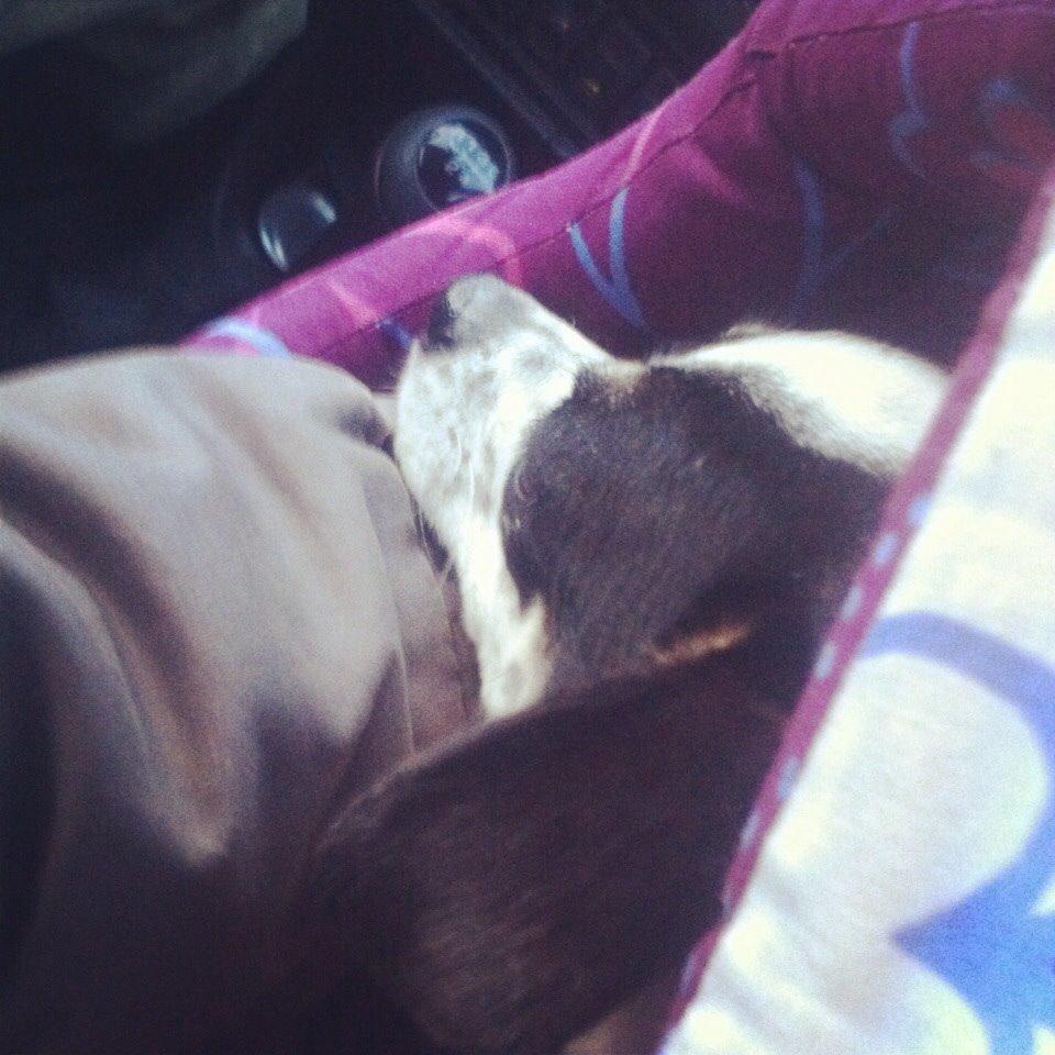 Chihuahua Sputnik billede 6