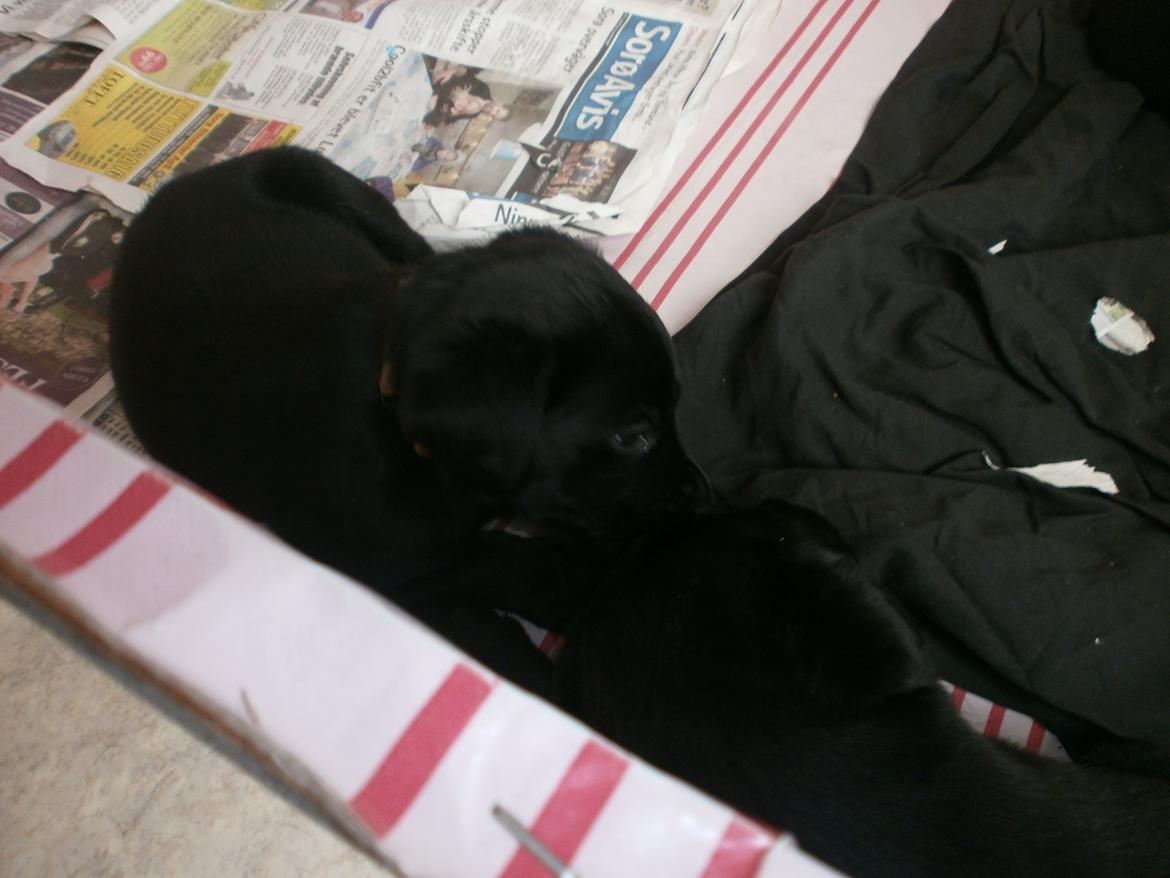 Labrador retriever Sif billede 29