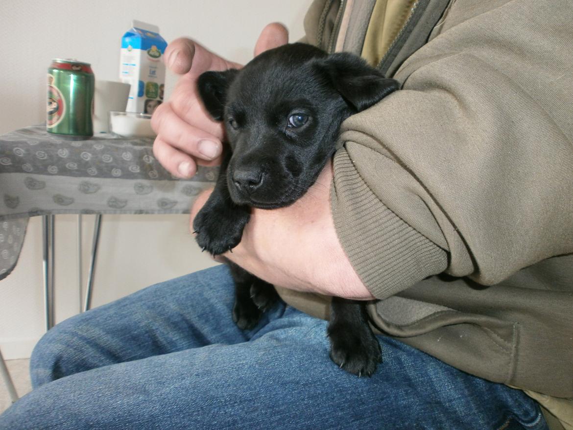 Labrador retriever Sif billede 39