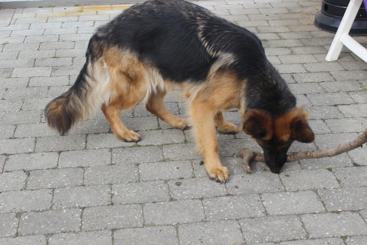 Schæferhund Ida - Hun elsker bare at lege billede 4
