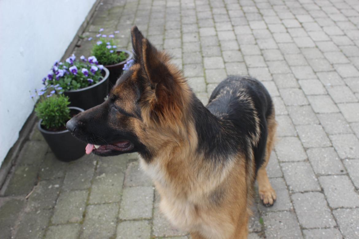 Schæferhund Ida billede 6