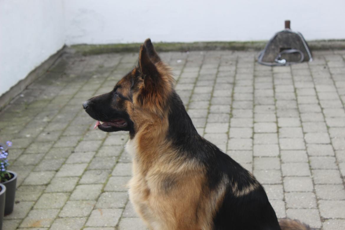 Schæferhund Ida billede 7