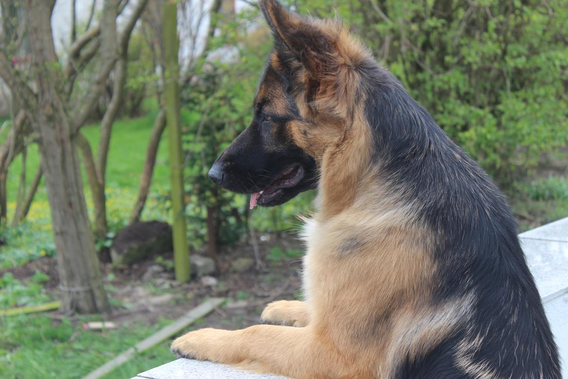 Schæferhund Ida billede 8
