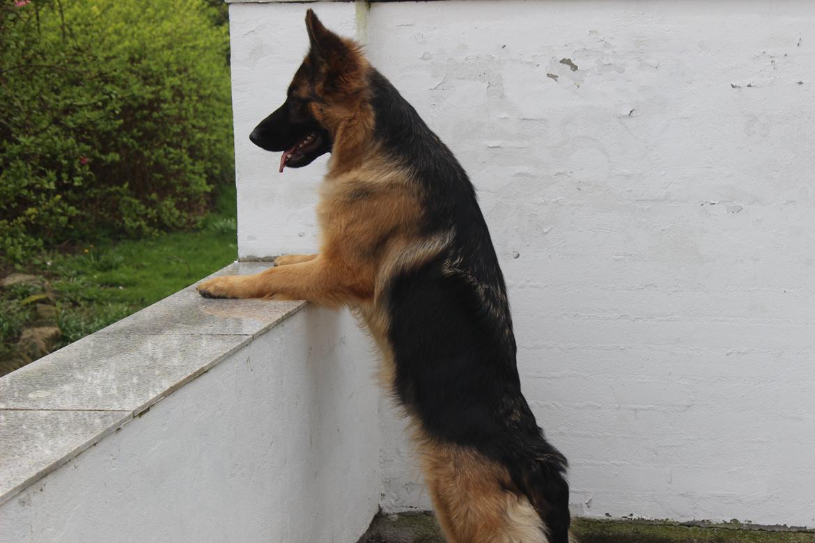 Schæferhund Ida billede 9