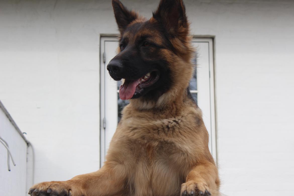 Schæferhund Ida billede 5