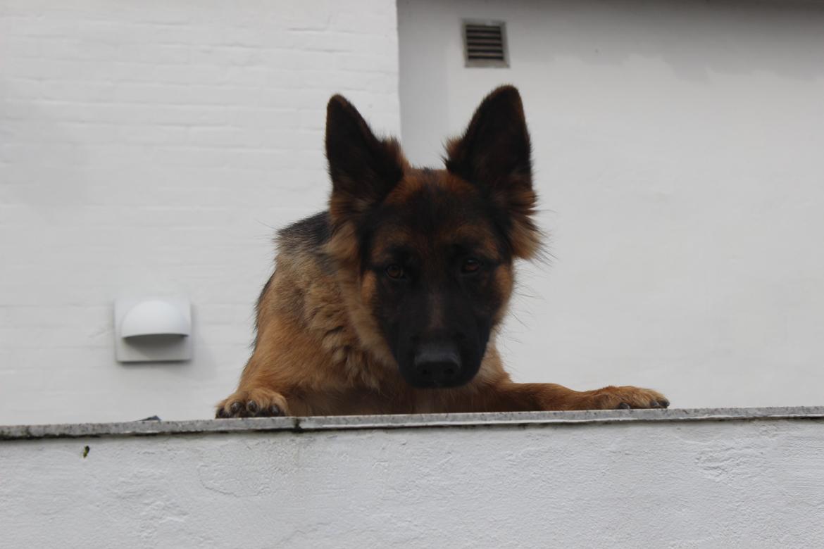 Schæferhund Ida billede 10