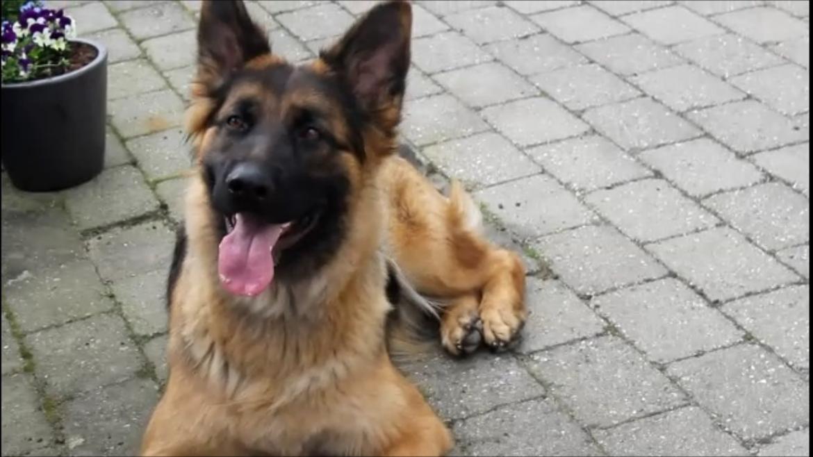 Schæferhund Ida billede 11