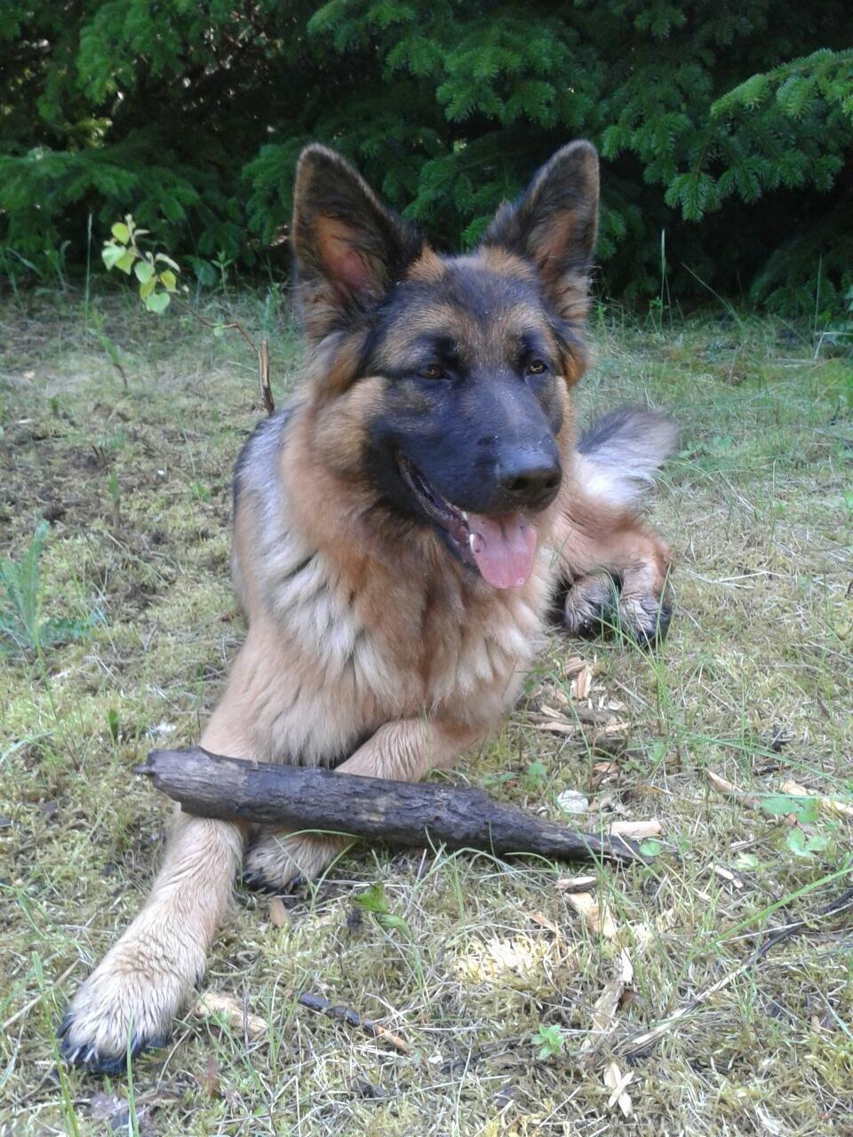 Schæferhund Ida billede 12