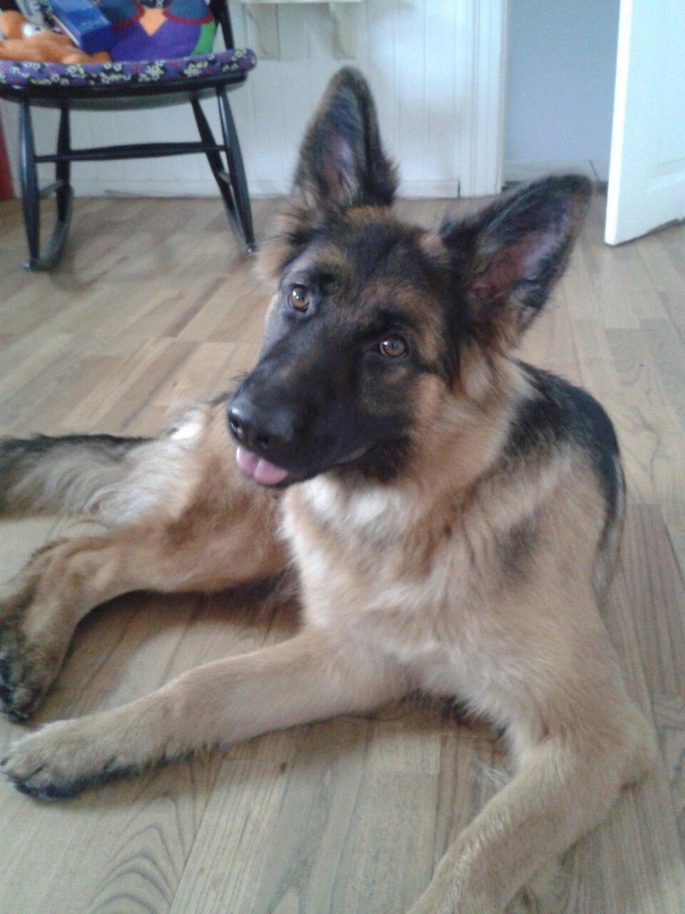 Schæferhund Ida billede 13