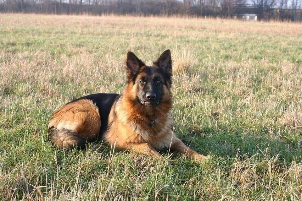 Schæferhund Ida - Billedet er taget af tidligere ejer billede 14