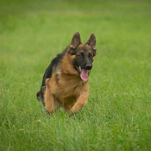 Schæferhund Ida - Billedet er taget af tidligere ejer billede 15