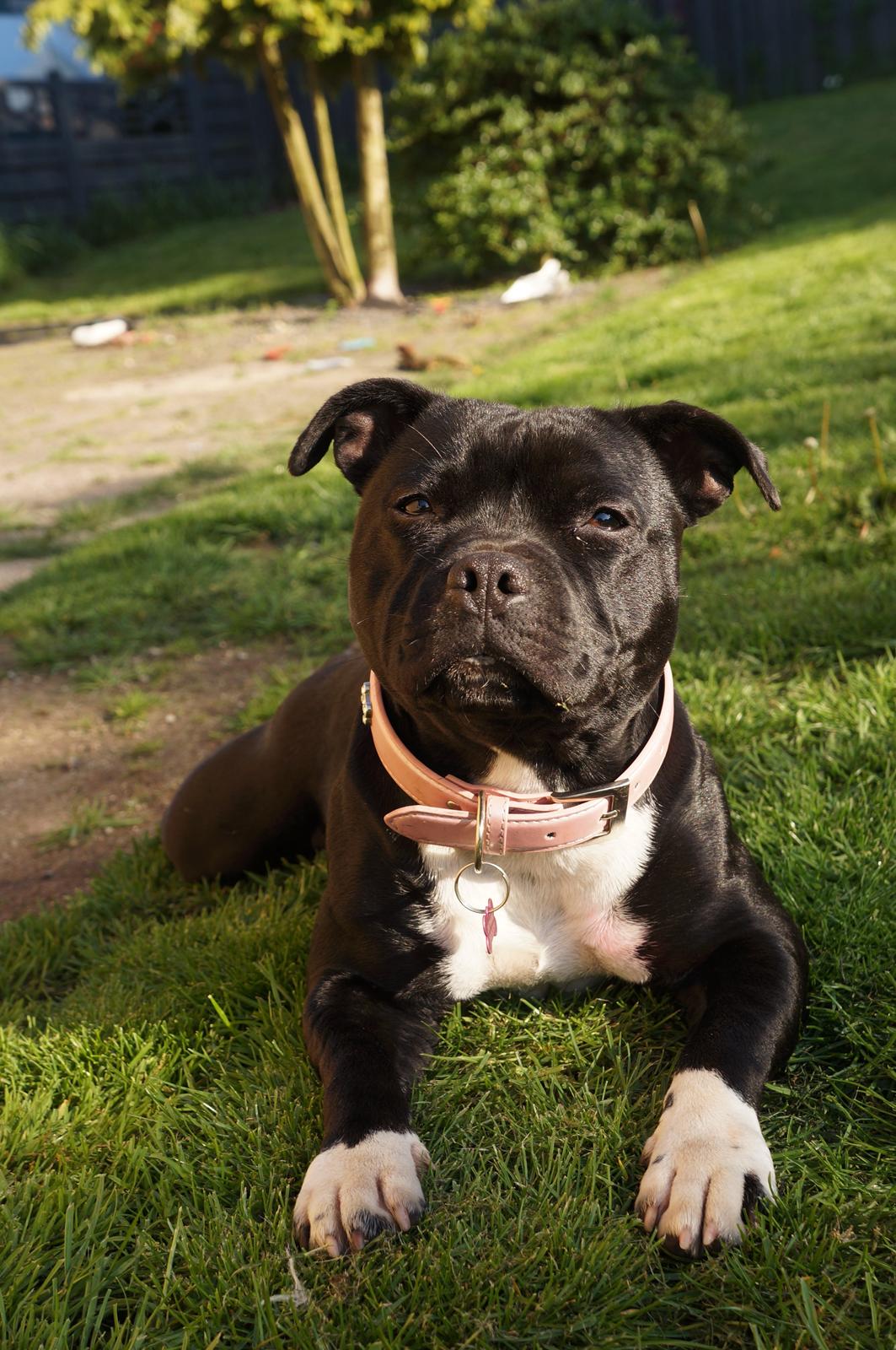 Staffordshire bull terrier Kiwi  billede 16