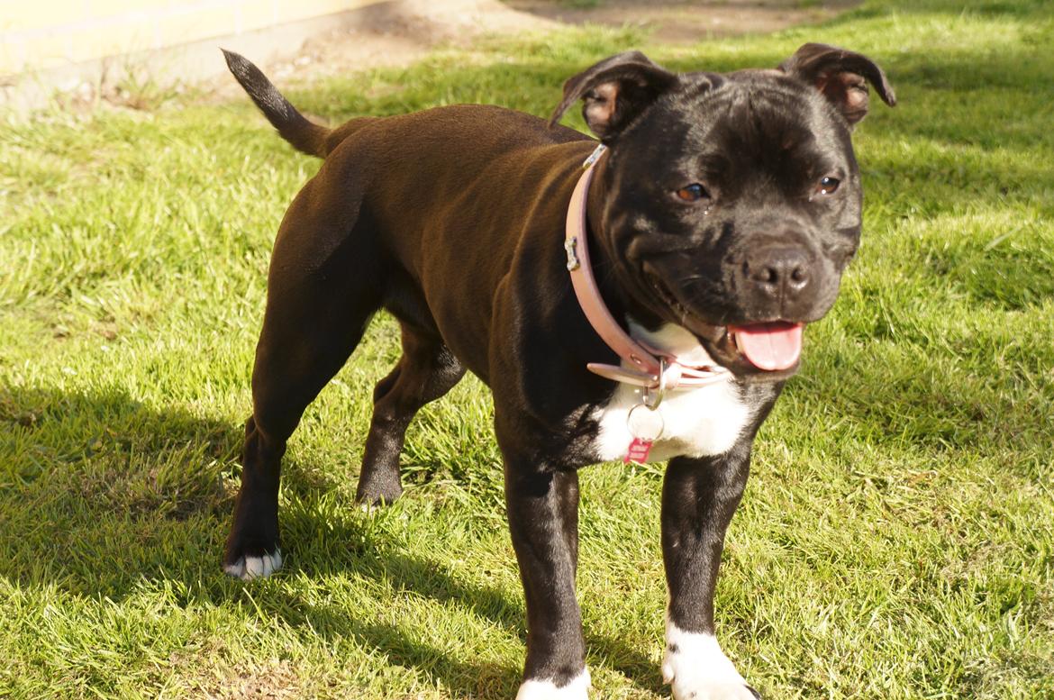 Staffordshire bull terrier Kiwi  billede 17