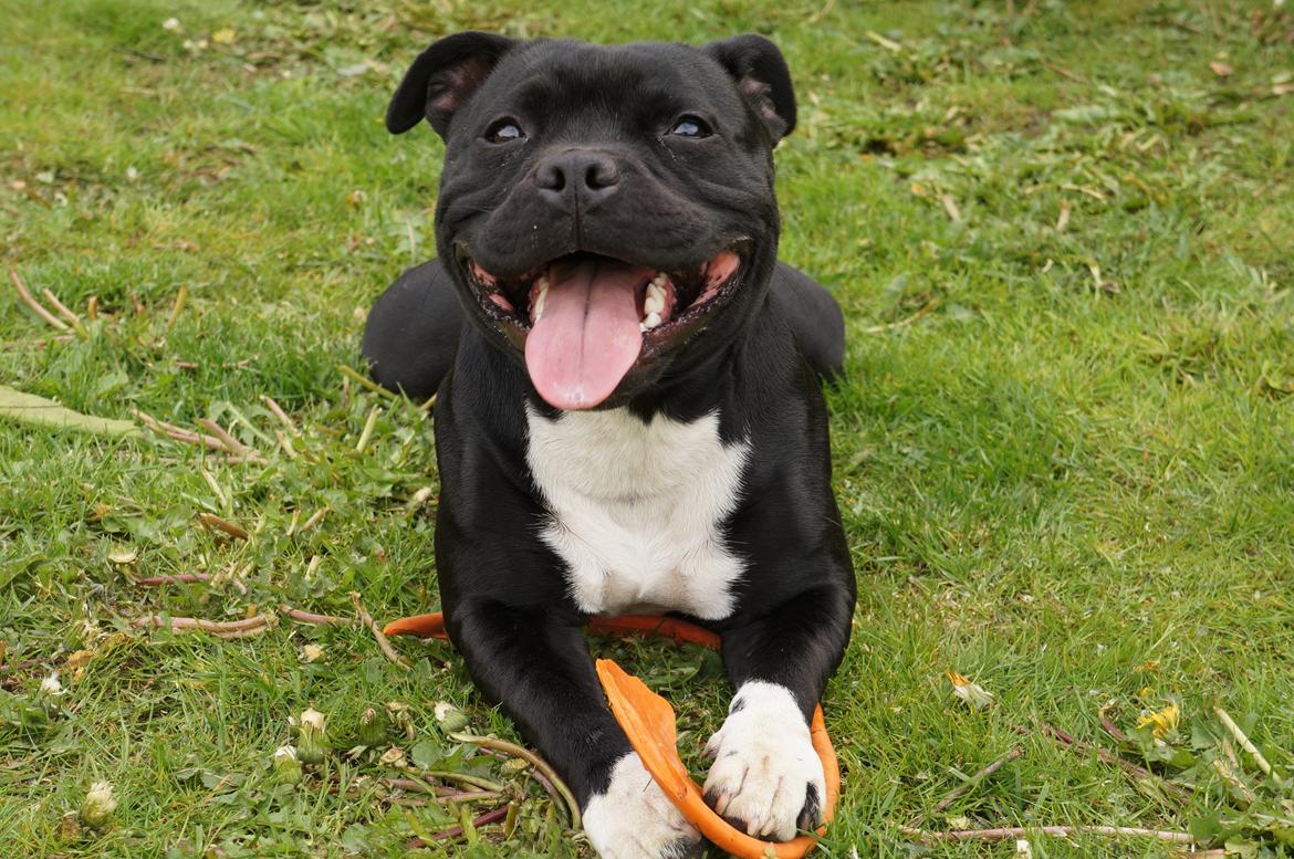 Staffordshire bull terrier Kiwi  billede 18