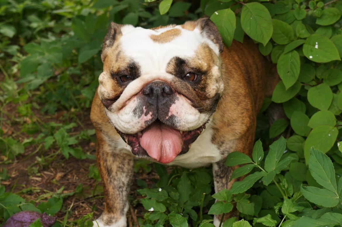Engelsk bulldog Aurora "Fru. Flemming" billede 21