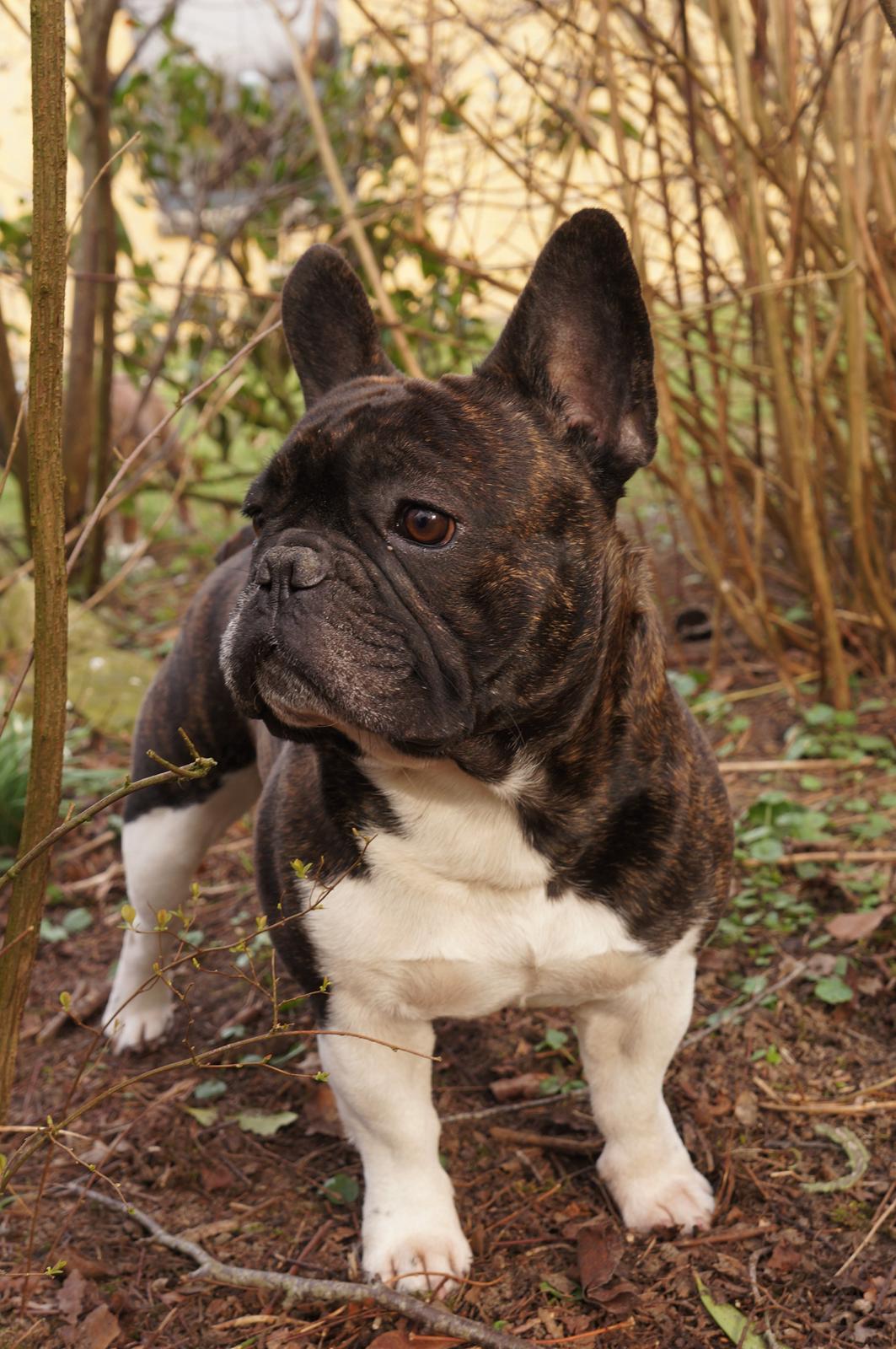 Fransk bulldog Armani "Dyson" billede 22